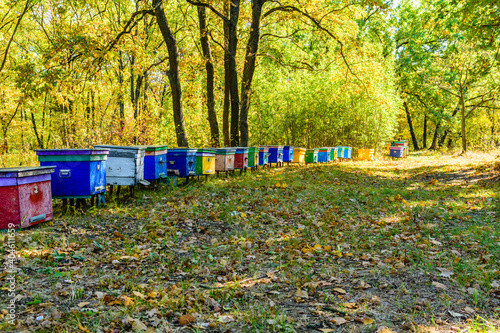 Multicolored bee hives at apiary in the forest