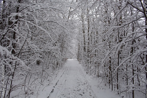 Countryside road through winter field with forest on a horizon