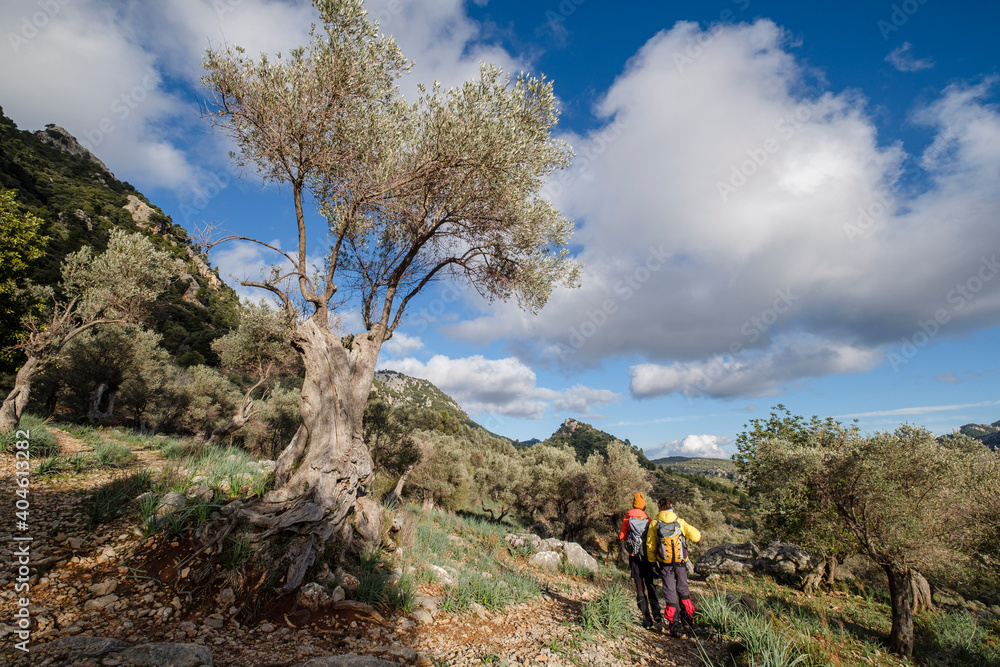 Fototapeta premium hikers in the olive grove, Orient valley, Mallorca, Balearic Islands, Spain