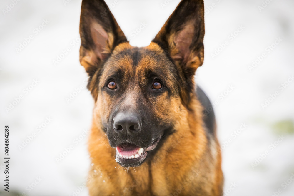 German Shepherd dog performs the commands of the owner German Shepherd dog performs the commands of the owner