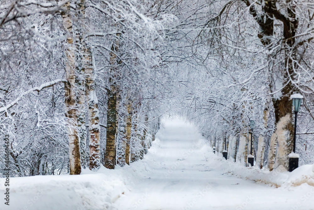 Winter, a road in a snow-covered park Winter, a road in a snow-covered park