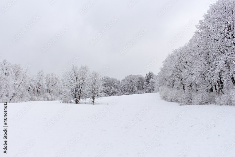 Fototapeta premium Winter trees in mountains covered with fresh snow