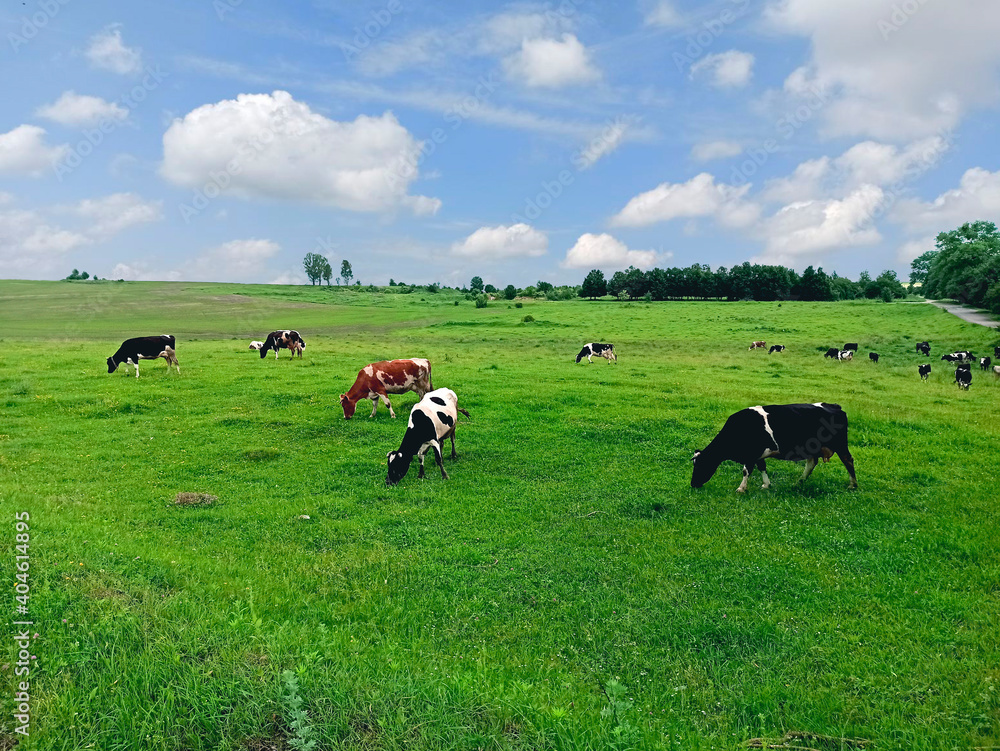 Photo of six variegated cows in front of a herd grazing in the summer in the meadow in the daytime. Photo of a landscape distance against the backdrop of the blue sky with white clouds, green grass Photo of six variegated cows in front of a herd grazing in the summer in the meadow in the daytime. Photo of a landscape distance against the backdrop of the blue sky with white clouds, green grass