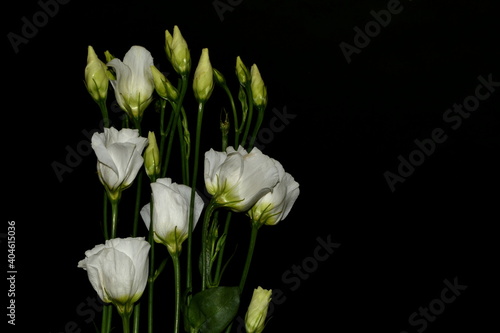Lisianthus, Eustoma. White flowers on dark background. © Serhii
