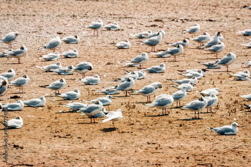 Seagulls on sandbar