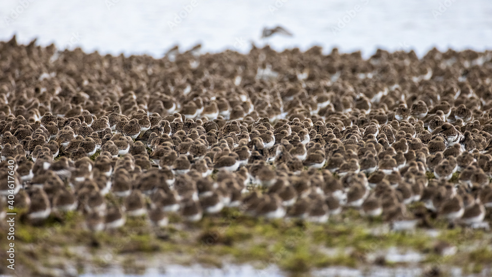 Flock of small brown birds in a group formation at a lake Flock of small brown birds in a group formation at a lake