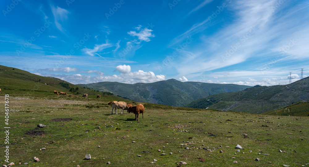 Brown cows on a mountain top in Asturias, Spain