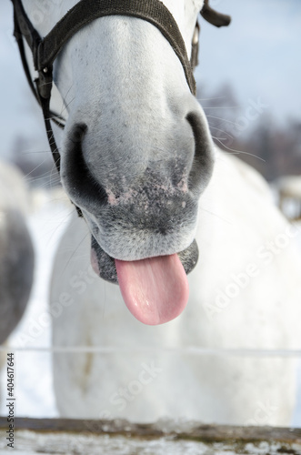 Fototapeta Naklejka Na Ścianę i Meble -  Portrait of horse on white winter iced snowy background isolated