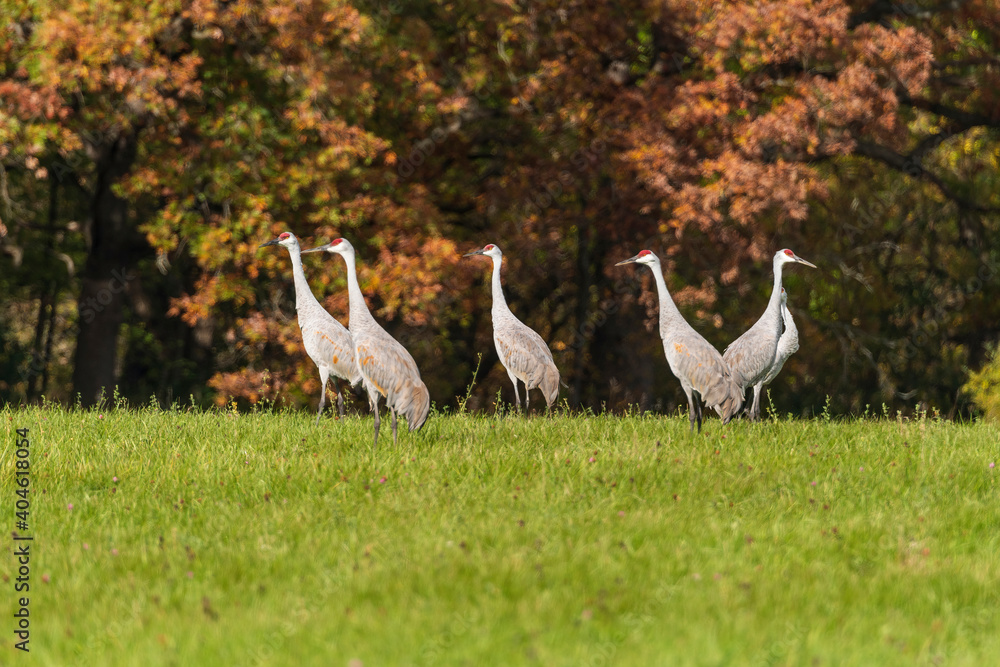 Fototapeta premium Sandhill Cranes Against an Autumn Forest