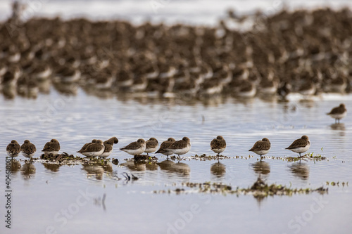 Flock of small brown birds in a group formation at a lake 