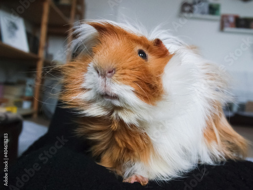 Tableau sur toile Homemade hamster, cute home rodent.