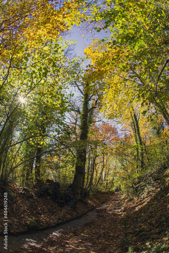 Obraz premium Cable mountain in Rome. The sacred way and woods in autumn. Colors, nature and a fairytale landscape