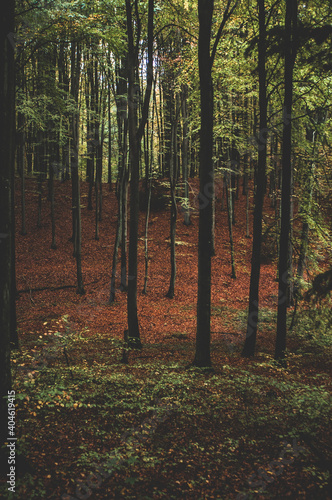Fototapeta Naklejka Na Ścianę i Meble -  jesienny las bukowy w rezerwacie Kamienna Góra