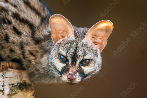 a young european spotted genet photo