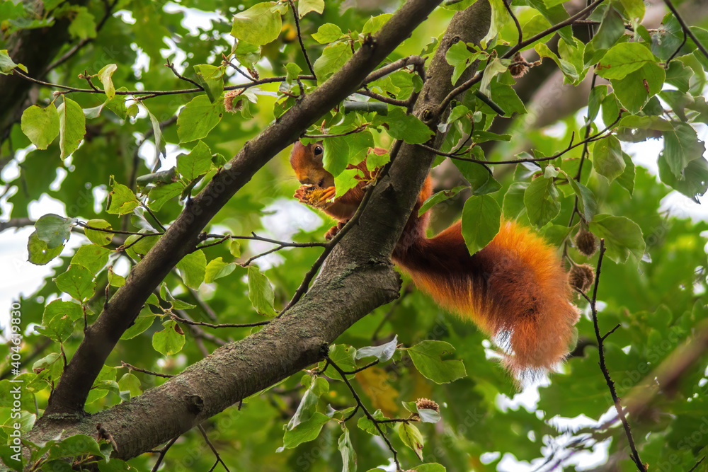 a red squirrel in the forest a red squirrel in the forest