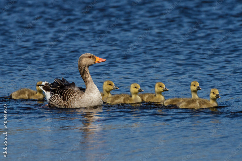 Obraz premium Graugans (Anser anser) mit Jungen
