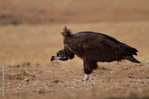 The cinereous vulture (Aegypius monachus)