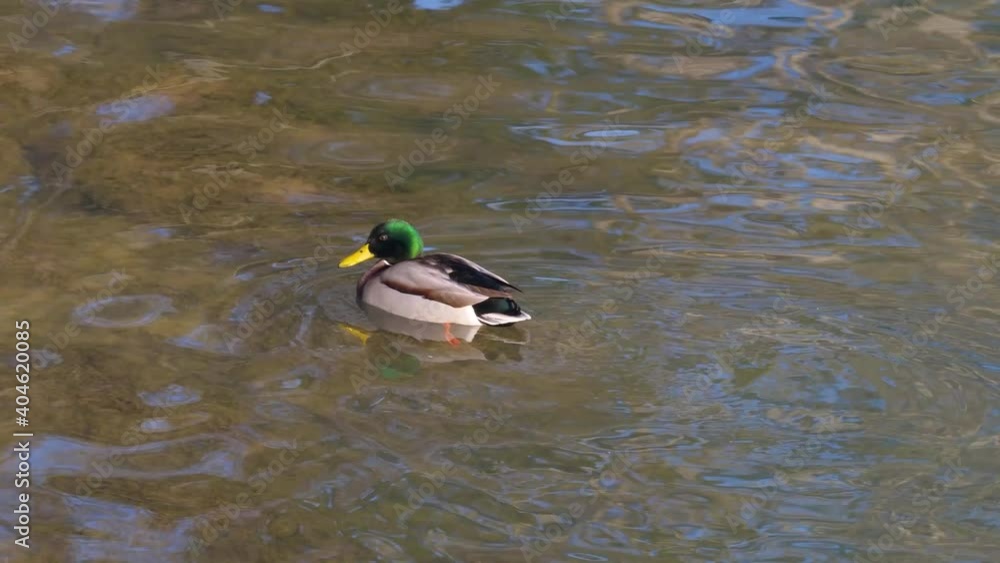Eine männliche Stockente (Anas platyrhynchos) schwimmt auf das Ufer zu und rudert dann schnell zurück Eine männliche Stockente (Anas platyrhynchos) schwimmt auf das Ufer zu und rudert dann schnell zurück