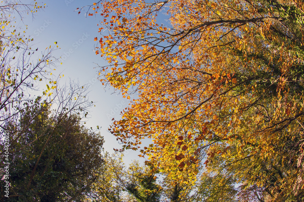 Cable mountain in Rome. The sacred way and woods in autumn. Colors, nature and a fairytale landscape Cable mountain in Rome. The sacred way and woods in autumn. Colors, nature and a fairytale landscape
