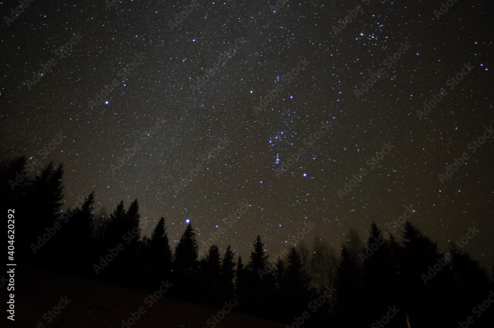 Forest against the background of the starry sky