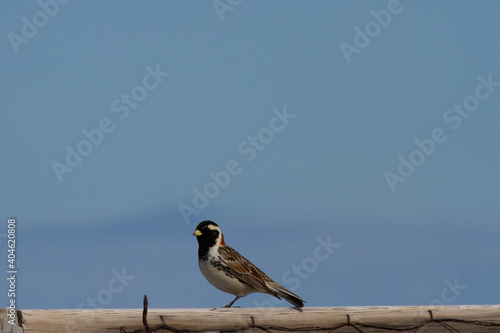 Lapland longspur bird standing on a post with blue skies in the background photo