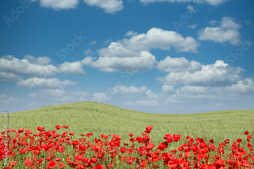 Red poppies flower field in spring landscape