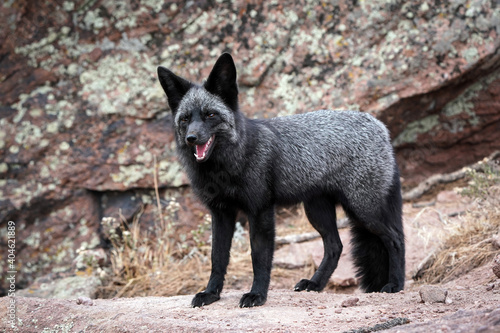 Silver Fox - Standing © Bernie Duhamel