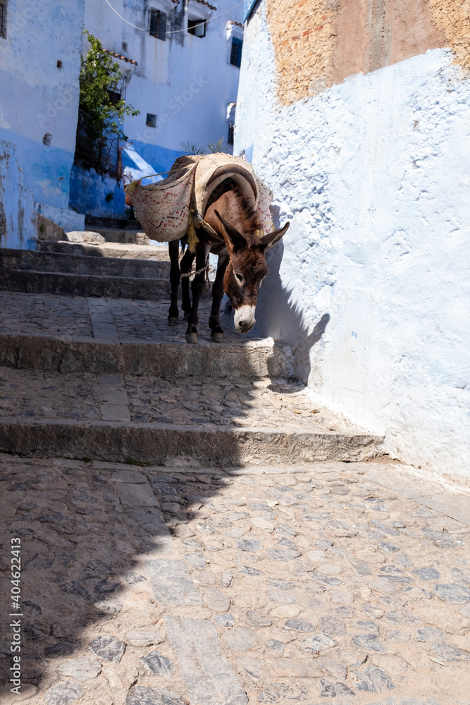 Burro con alforjas por las calles de Chauen, Marruecos
