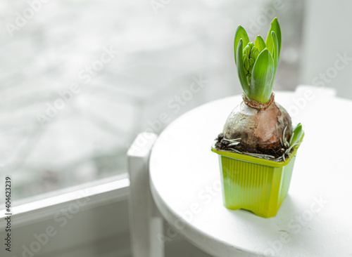 Hyacinth sprout on white stool by the window, spring mood concept and botanical home decor