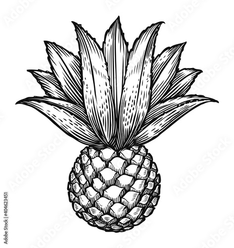 Blue agave sketch. Ingredient of tequila