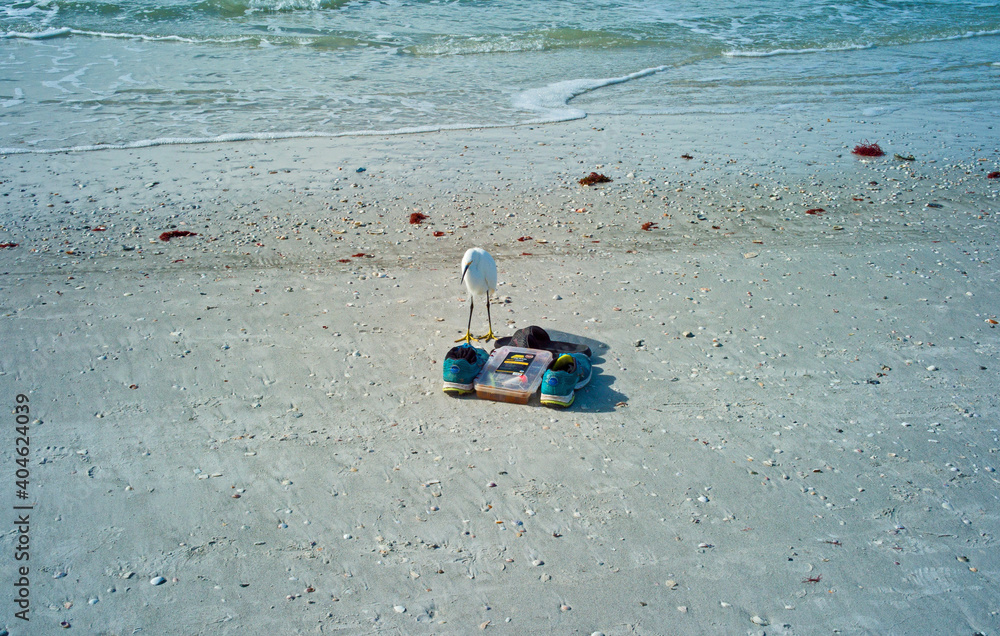Eastern Egret Clearwater Beach inspecting shoes Eastern Egret Clearwater Beach inspecting shoes