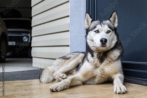 Dog breed husky curled up and lying at the doorstep of the house. A popular breed of dog. Pets. Close-up.