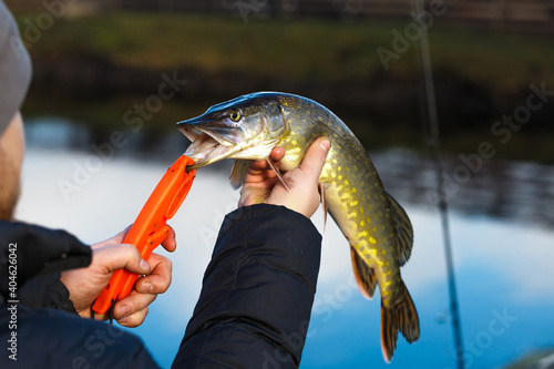 Fototapeta Naklejka Na Ścianę i Meble -  Close-up of caught pike fish trophy in water. Fishing background.Pike catch lure.