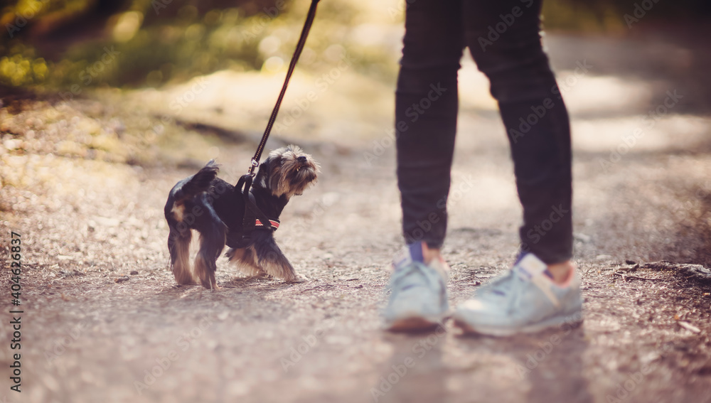 Φωτογραφία Young woman with small dog walking in the park
