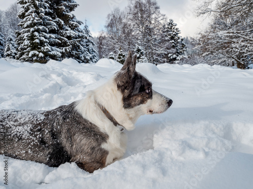 A girl plays with a corgi dog in a snowy forest. Sunlight. Winter s tale.