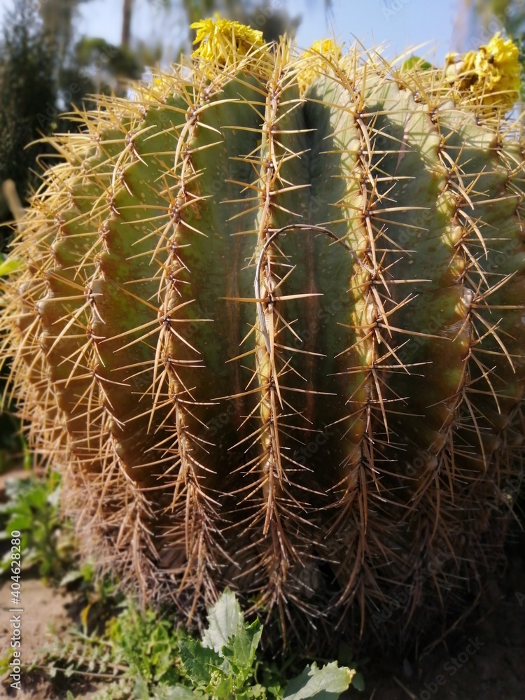cactus cactus