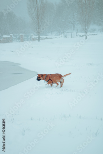 Fototapeta Naklejka Na Ścianę i Meble -  Perro jugando en la nieve. Paisaje nevado