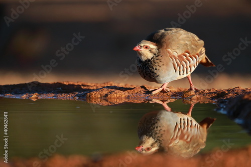 Partridges drinking in the pond.