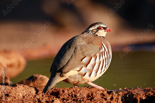 Red Partridge drinking in the pond.
