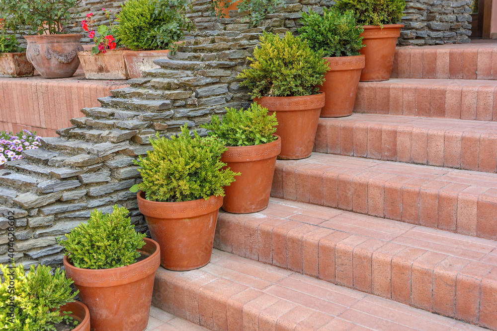 Lots of red pots with spherical trimmed decorative Buxus close up on the stairs Lots of red pots with spherical trimmed decorative Buxus close up on the stairs