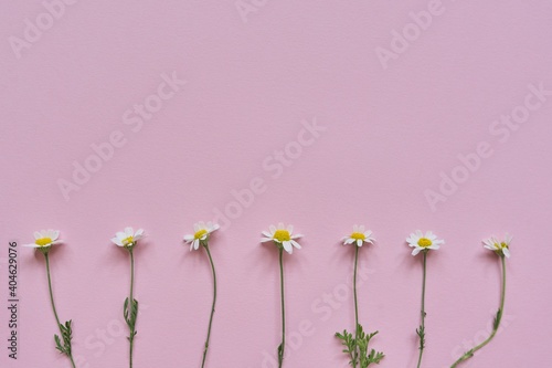 Pink pastel background place for text  copy space  white chamomile flowers