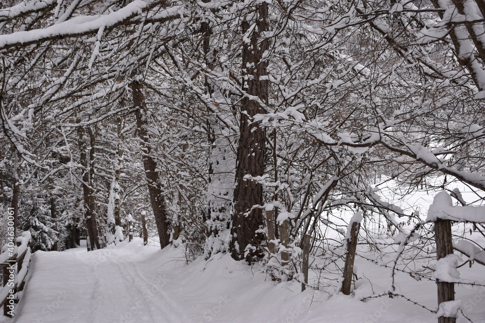 Withe winter Withe winter
