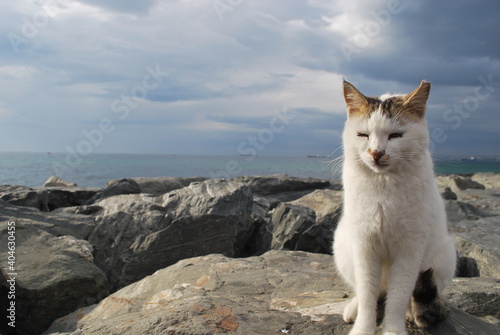 cat and seaside