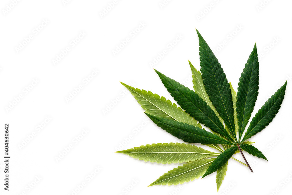 Cannabis is a standoff between a drug and a medicine. Green background of leaves.Close-up young hemp. Medicinal indica with CBD.Green cannabis leaves isolated on white background. Cannabis is a standoff between a drug and a medicine. Green background of leaves.Close-up young hemp. Medicinal indica with CBD.Green cannabis leaves isolated on white background.