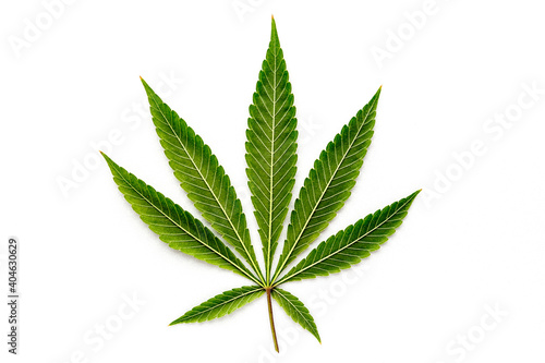 Cannabis is a standoff between a drug and a medicine. Green background of leaves.Close-up young hemp. Medicinal indica with CBD.Green cannabis leaves isolated on white background.