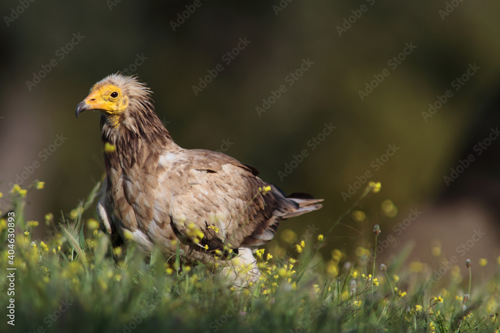 Obraz premium The Egyptian vulture (Neophron percnopterus)
