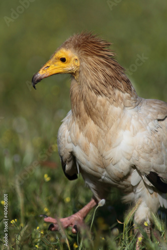 The Egyptian vulture (Neophron percnopterus)