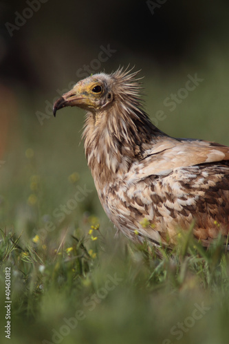 The Egyptian vulture (Neophron percnopterus)