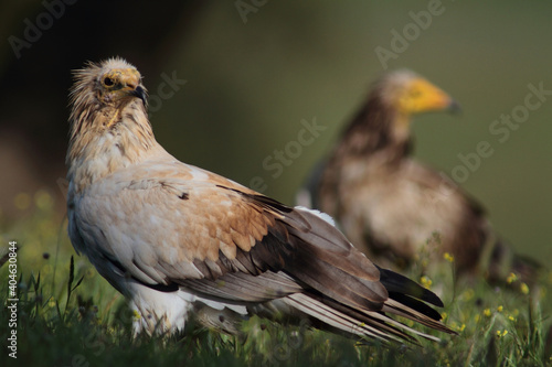 The Egyptian vulture (Neophron percnopterus)