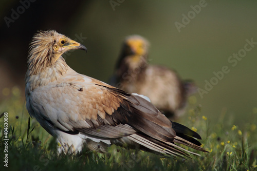 The Egyptian vulture (Neophron percnopterus)